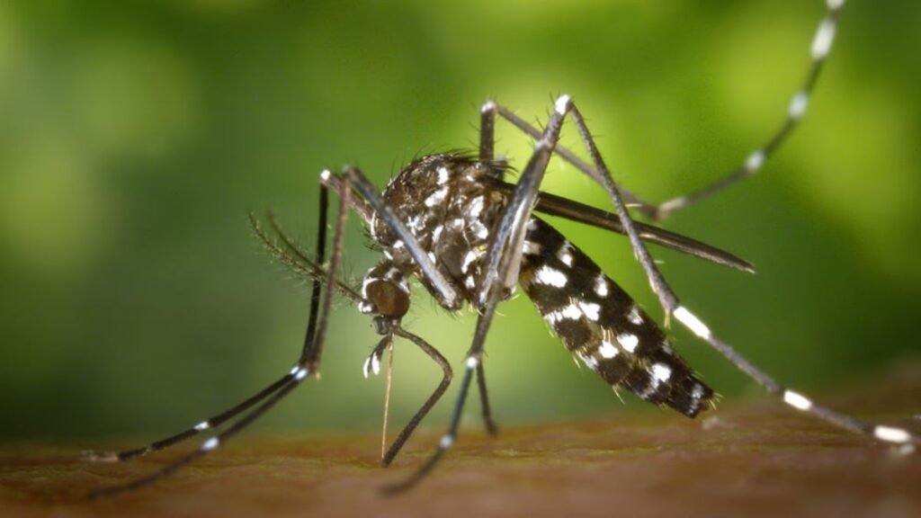 How Mosquito Control Can Protect Your Family