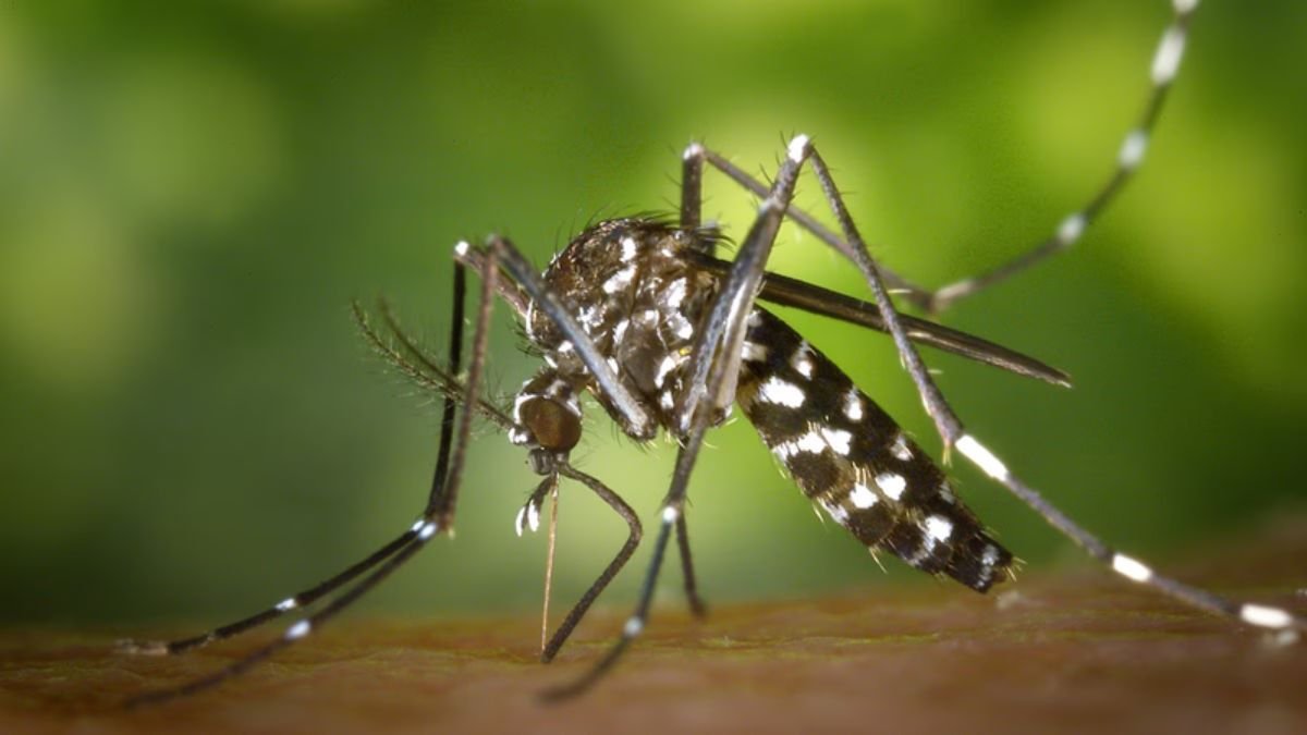 How Mosquito Control Can Protect Your Family