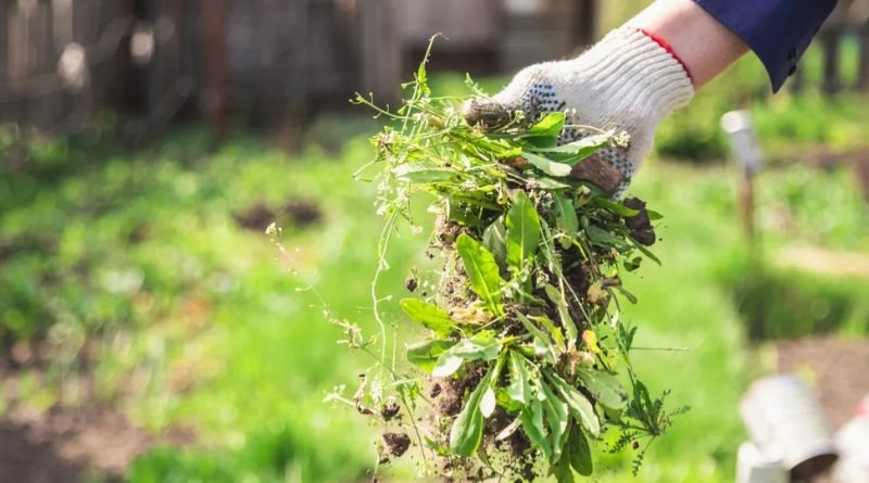 How to Stop Weeds From Taking Over Your Garden